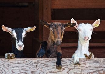 Meskipun Tidak Bisa Bicara, Kambing Bisa Memiliki dan Mengembangkan Aksen