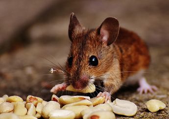 Usir Tikus Tanpa Jebakan, Gunakan 3 Bahan yang Ada di Dapur, Salah Satunya Baking Soda
