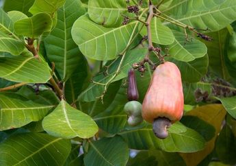 Meskipun Disebut Kacang, Ternyata Mete Merupakan Keluarga Buah