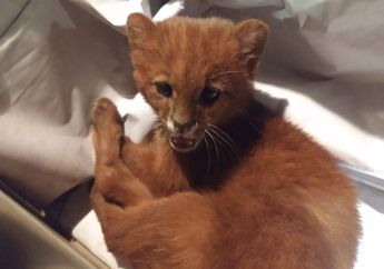 Hewan yang Dikira Kucing Terlantar Ini Rupanya Anak Puma Jaguarundi!