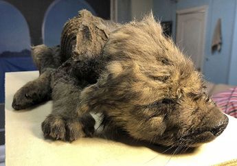 Ilmuwan Menemukan Anak Anjing yang Membeku Selama 18.000 Tahun di Siberia