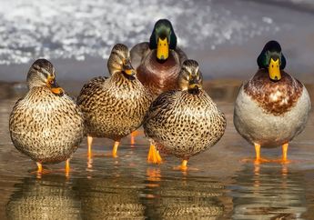 Meskipun Baru Menetas, Jenis Bebek Ini Bisa Mencari Makanan Sendiri