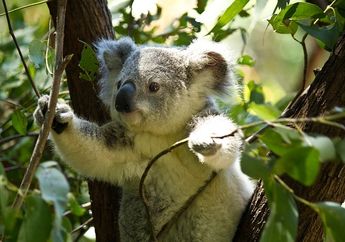 Koala Juga Punya Sidik Jari, Apa Fakta Unik Lain dari Koala, ya?