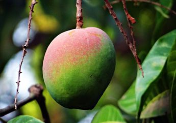 Benarkah Buah Akan Cepat Matang Jika Diletakkan di Dalam Beras?