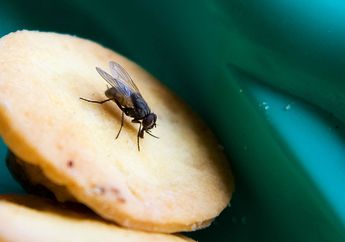 Banyak Serangga Masuk ke Rumah? 7 Bahan Alami Ini Bisa Bantu Usir Serangga, Mulai dari Kecoak Hingga Lalat