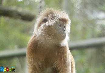 Bukan Hanya dalam Cerita Rakyat, Lutung Kasarung ada di Dunia Nyata!