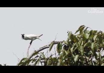 Begitu Kerasnya Suara White Bellbird, Tidak Aman Untuk Telinga Manusia