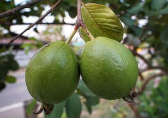Atasi Diare sampai Cegah Diabetes, Inilah 5 Manfaat Daun Jambu Biji