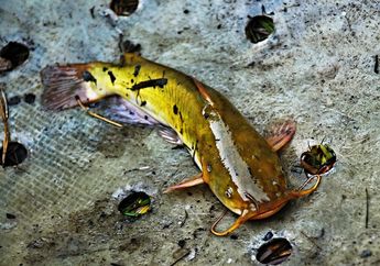 Wah, Ikan Ini Bisa Berjalan di Daratan! Bagaimana Caranya, ya?