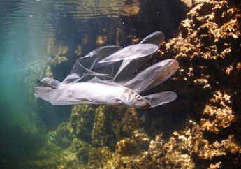 Pernah Dengar Hewan Laut Makan Plastik? Ini Faktanya