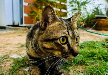 Pernah Lihat Kucing Menggoyangkan Bokong Sebelum Menyerang? Ini Alasannya