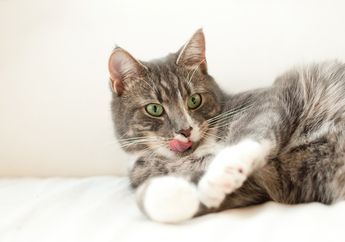 Mulut Kucing Terus Berliur Bisa Jadi Tanda Kondisi Kesehatannya, Cari Tahu, yuk!