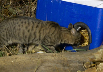 Memasuki Musim Dingin, Seorang Pria Mengubah Kotak Pendingin Jadi Tempat Berlindung Kucing
