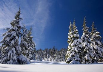 Mengapa Pohon Cemara dan Pinus Berbentuk Mengerucut? #AkuBacaAkuTahu