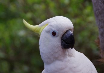 Tidak Hanya Burung Beo, 5 Burung Ini Juga Bisa Menirukan Suara!