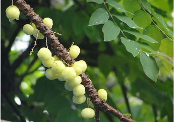 Unik! Buah Ini Bentuknya Mirip Anggur, tapi Rasanya Seperti Belimbing