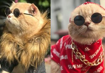 Bikin Gemas, Kucing dari Vietnam Ini Suka Bergaya dengan Berbagai Pakaian yang Fashionable