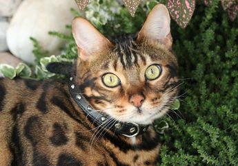 Kucing-Kucing Termahal di Dunia, Ada yang Sampai Ratusan Juta Rupiah!