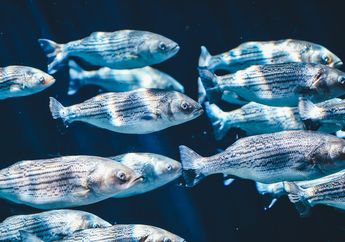 Manusia Suka Kentut, Apakah Ikan Juga Kentut? #AkuBacaAkuTahu