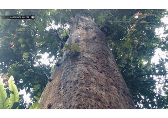Mengenal Iron Wood, Pohon Besar Tanaman Khas Kalimantan, Pernah Lihat?