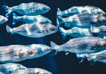 Ikan Hidup di dalam Air, Apakah Mereka Juga Buang Air Kecil? #AkuBacaAkuTahu