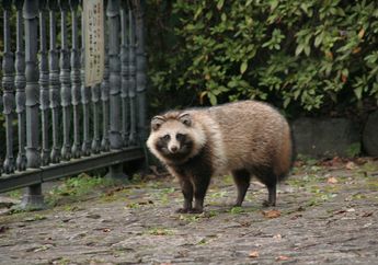 Tanuki, Anjing Rakun yang Jadi Makhluk Mitologi di Jepang