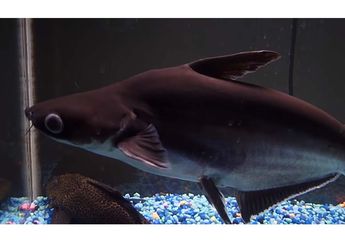 Tidak Hanya Lele, Jenis Ikan Satu Ini Juga Mempunyai Kumis, Ikan Apa?