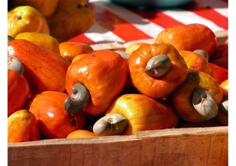 Kacang Mete itu Berasal dari Tumbuhan Apa, ya? #AkuBacaAkuTahu