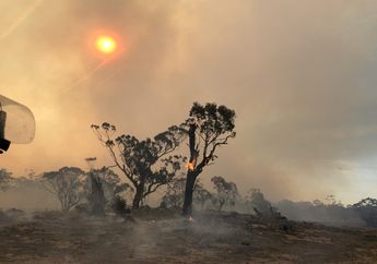 Kebakaran Hutan di Australia Sangat Parah, Apa Penyebab dan Dampaknya?