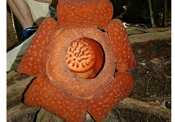 Wah, Bunga Rafflesia Terbesar di Dunia Mekar di Sumatra Barat!