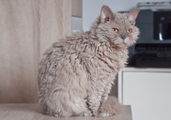 Selkirk Rex, Kucing Berbulu Domba yang Menggemaskan