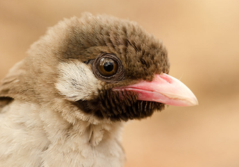 Honeyguide, Burung Afrika yang Memandu Manusia saat Mencari Madu
