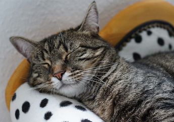Kucing Juga Bisa Terkena Flu, Bagaimana Cara Menyembuhkannya?