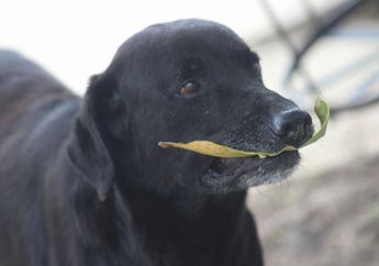 Gemas! Meniru Orang yang Beli Pakai Uang, Anjing Ini Membeli Kue dan Membayarnya dengan Daun