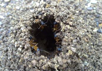 Terlihat Kecil dari Luar, Ini Rahasia Sarang Semut yang Sebenarnya Luas!