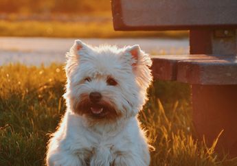 Anjing Sering Buang Air Kecil Menghadap ke Utara, Mengapa Begitu?