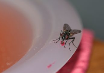 Jangan Sampai Makanan Dihinggapi Lalat, Ternyata ini yang Sering Dilakukannya