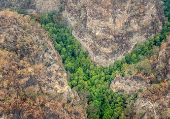 Kisah Penyelamatan Pohon Dinosaurus dari Kebakaran Hutan di Australia