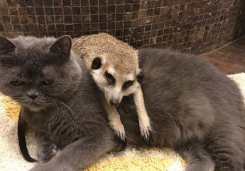 So Sweet! Persahabatan Kucing dengan Meerkat Bernama Nice dan Surya Ini Bikin Gemas