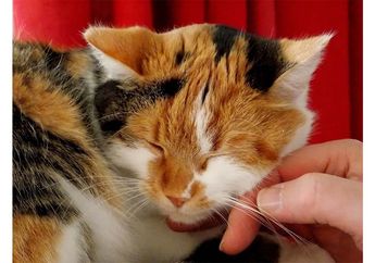 Punya Kucing, tapi Bingung Mereka Suka atau Tidak dengan Kita? Perhatikan Tanda-Tanda Ini