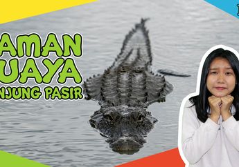 Yuk, Rasakan Sensasi Wisata Seru di Taman Buaya Tanjung Pasir!