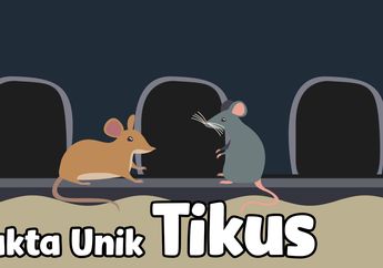 Bisa Berenang dengan Hebat, Cari Tahu Fakta Unik Tikus, yuk!