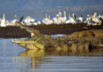 Buaya Afrika Ini Buaya Terbesar Kedua di Dunia, Buaya Jenis Apa, ya?