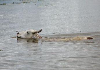 Ternyata, Sapi Pandai Berenang! Apakah Semua Mamalia Bisa Berenang?