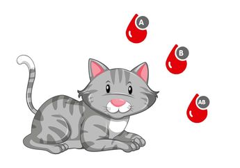 Wah, Ternyata Kucing Juga Punya Golongan Darah Juga, Apa Sama dengan Golongan Darah Manusia?