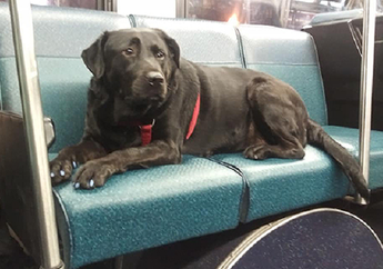 Gemas! Setiap Hari Anjing Ini Pergi Sendirian ke Taman dengan Naik Bus