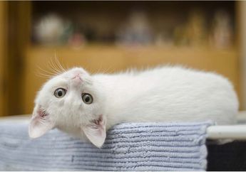 Berapa Umur Kucing Peliharaanmu? Ini Dia Cara Menghitung Umur Kucing yang Tepat!