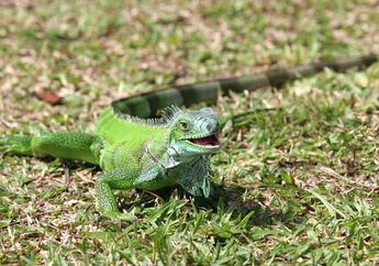 Ingin Pelihara Iguana? Cari Tahu Dulu 6 Fakta Iguana Agar Lebih Aman dan Tahu Cara Merawatnya