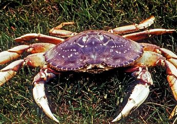 Wah, Air Laut yang Semakin Asam Memengaruhi Cangkang Kepiting Dungeness