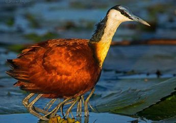 Burung Jacana Sering Membawa Anaknya di Balik Sayap, Apa Tujuannya?